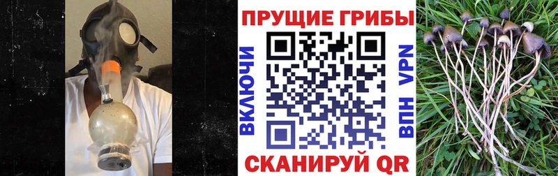 Купить закладки  Нестеров  Псилоцибиновые грибы мухоморы 